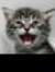 Jorn