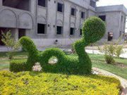 العمدة العمدة لاشين