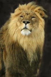 محمدصلاح الطليمى