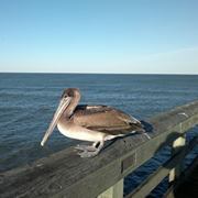 Minda Bucoy lawrence