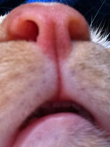 Kevin