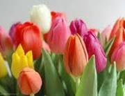 Bяра Чудомирова