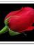 Basma A...