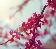 الأقصى في خطر