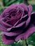 Joyce S...
