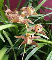 Jeanneth Fallas gonzalez