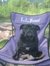 Lola Bean