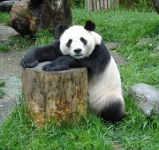 Gấu Trúc