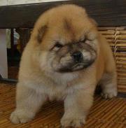 King Chow