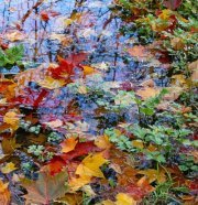 Наталья Лаврищева