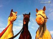 Милош Зељковић