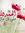 Ahmed A...