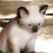 Никол Дечева