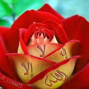 محمد البهائي