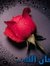Basma P...