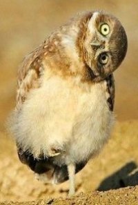 Тёма Никулин