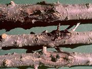 مهندس وقاية