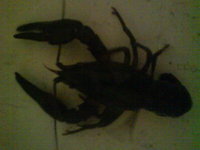 Силвия Михайлова