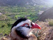 المهندس وليد