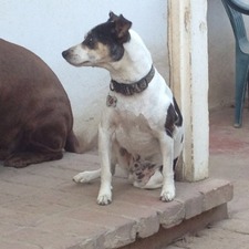 Threedogs