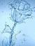 Ankit V...