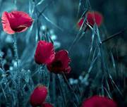 المهندس محمد شريف