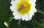 Hadeer Mahmoud