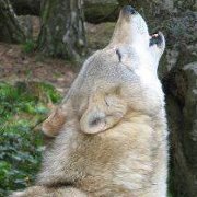 June Collier leveque