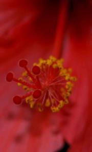 Kelley Prentice-mcaloon