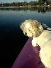 Lori Dannenfelser schultz