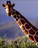 فوزية الصلعابي