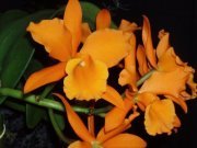 Naranja Orquídea