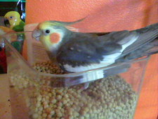 Mac