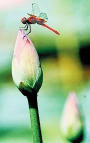 Somnath Pal