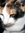 KalicoKat (kalicokat1) | 1 comments