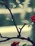 Suhad H...