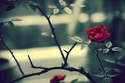 Suhad Hamza