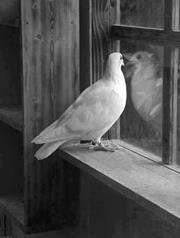 تحت ظلال الزيزفون