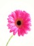 Insin