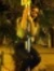 Steff Y...