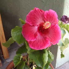 Stephanie Ramirez Willis