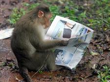 The Spongemonkey Reader