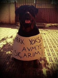 Mert