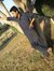 Asif Khaan