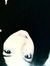 Ashth M...