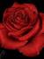 Maro Fouad