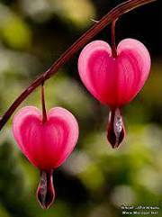 زهرة الليلك