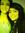Gurleen...