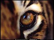 الله أخو من طاع