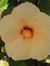 Rose Fr...
